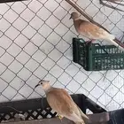 قماري هولندي للبيع