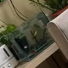 حوض سمك زجاجي