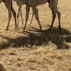 قعدان قصب العد 2 للبيع