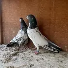 زوج باكستاني بيور