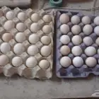 بيض