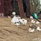 حمام رقاصي ابيض صك  البيع جمله