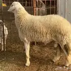 فحل حري مشروط