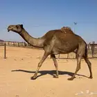 عشرا شعلا معها بكره