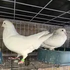 مطلوب حمام فرنسي سوبر جانبو