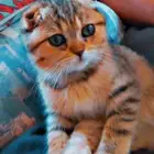 قط سكوتش فولد