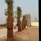 نخيل_مثمر_بجميع_انواعه_ومقاسته_المختلفه