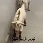 تيوس ماعز قزم
