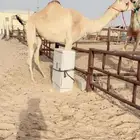 لقحه بنت شاهين الحوات للبيع هجن
