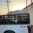 من الشرقيه الي الغربيه ونيت سيزو غماره عليه شد وصفه مشوار
