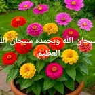 مزارع للحدائق الفلل والاستراحات في شمال الرياض