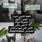 تبني قط ذكر و أنثى العمر 3 اشهر