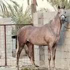 مهره شعبيه