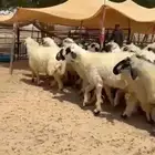غنم عرب فااخره