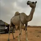 حيوانات