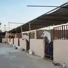 مربط نواصي الاصايل ( إيواء )