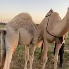 حاشي لباني