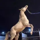 حصان شعبي وسبوق وطرب وكفو ماشاء الله