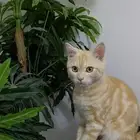 تم التبني قط للتبني