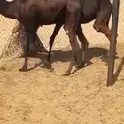 قعود وبكره مفاريد كفو فل للبيع التواصل اتصال
