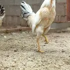 ديك عربي (دجاج عربي)