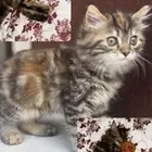 قطة انثى لتبني