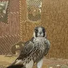 فرخ شيهانه للبيع