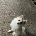 انثى بومرينيان للبيع