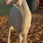 مشروع فحل حري ابرص