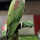 فرخ دره نيبالي