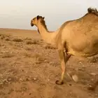 لقحه شعلا