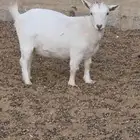 ماعز قزم أمهات فواخر دفيع من تيس خصم ابيض صافي