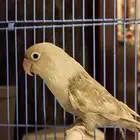 للبيع طير فيشر للإنتاج لون مميز