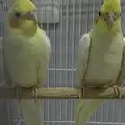 زوج كروان لاتينو منتج