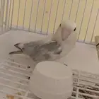 للبيع ذكر روز وانثى فيشر للانتاج