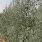 اتل بلدي