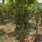 مشتل نسائم الربيع