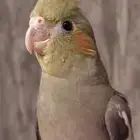 كروان نورمل اليف وهدد داخلي