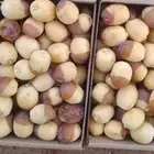 خراف مناصيف هلاليه