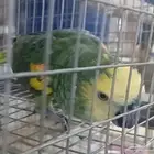 ذكر بلوفرنتد