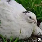 سمان ذبح سمان بياض