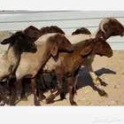 غنم نعيم بفحلها