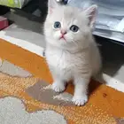 كيتن اسكوتش