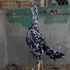 دجاجه شامو الماني بيور اساس خوارج نوادر