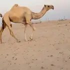 ناقة وضحا
