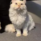 قط هملايا اورانج للتبني