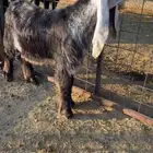 تيس مشروع فحل خصم معرف