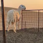 مشروع فحل صنف حري الموقع ( تم البيع )