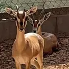 للبيع تيس ادمي