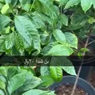 مشتل الوادي